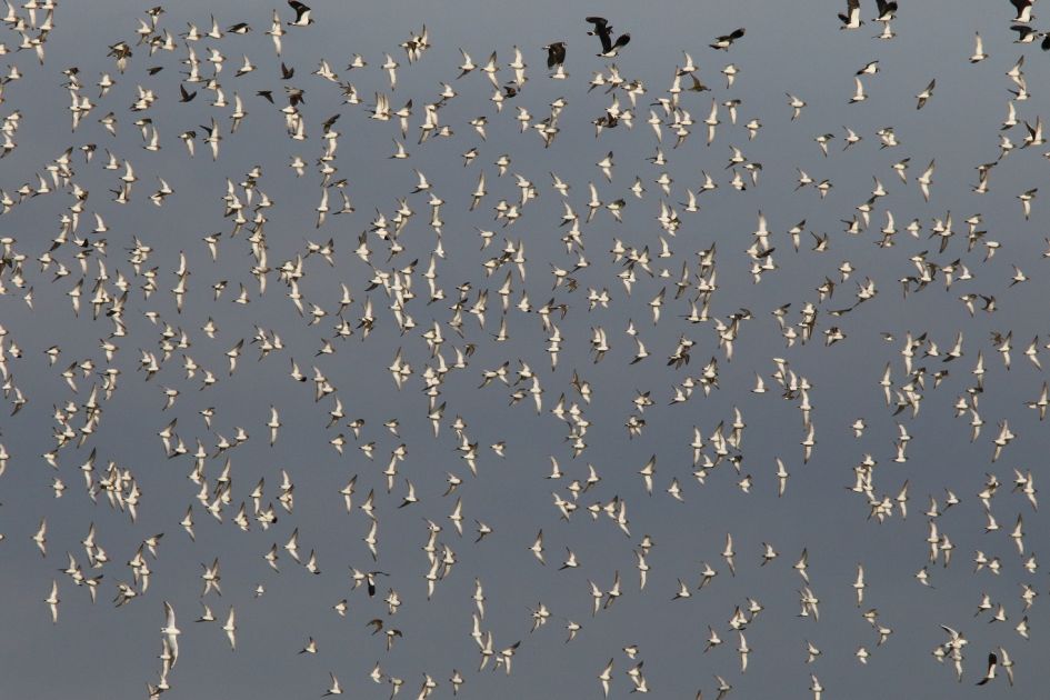 vervolg welke vogels zijn dit?